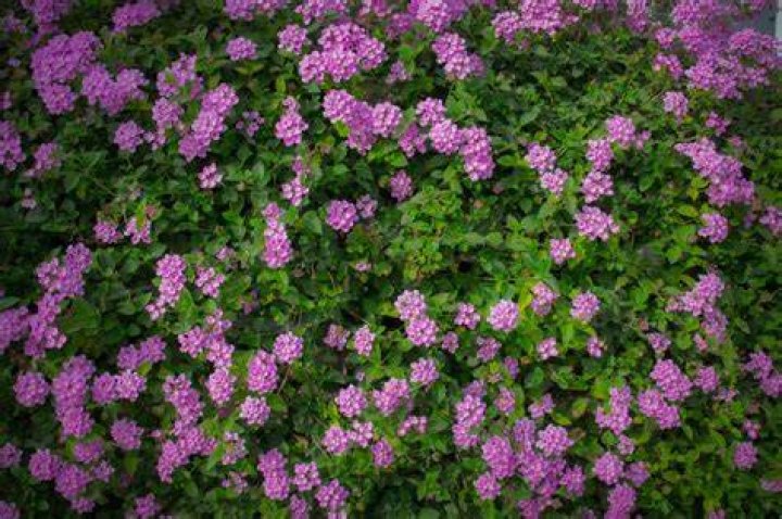 A Fresh Look at Cheerful Blooms: Discover the Latest Daisy Video Guide!