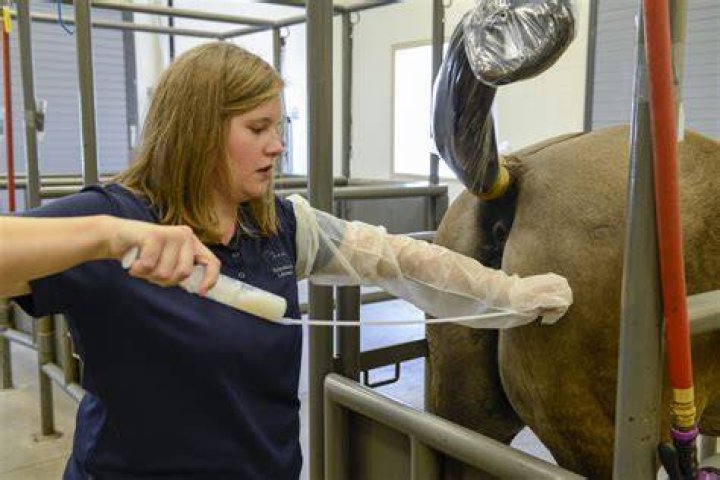 Achieving Horses Mating Successful: Your Guide to Equine Breeding Joy