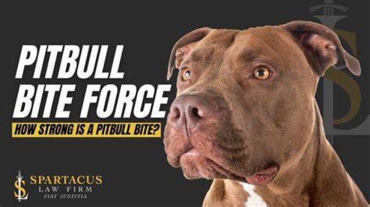 American Pit Bull Bite Force: Understanding the Power and Misconceptions