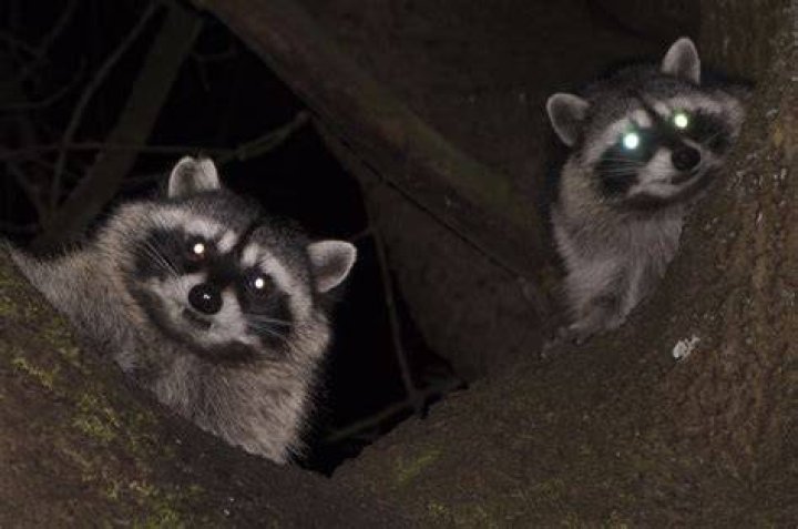 Are Raccoons Nocturnal? Exploring the Fascinating Night Life of These Clever Creatures