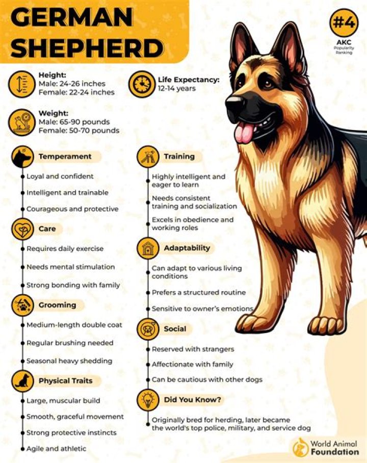 Average Lifespan for a German Shepherd: Comprehensive Guide to Their Health and Longevity