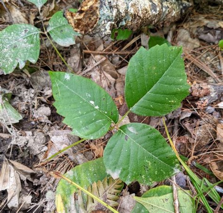 Baltimore Lawns: Understanding Clover and Spotting Poison Ivy in Your Yard