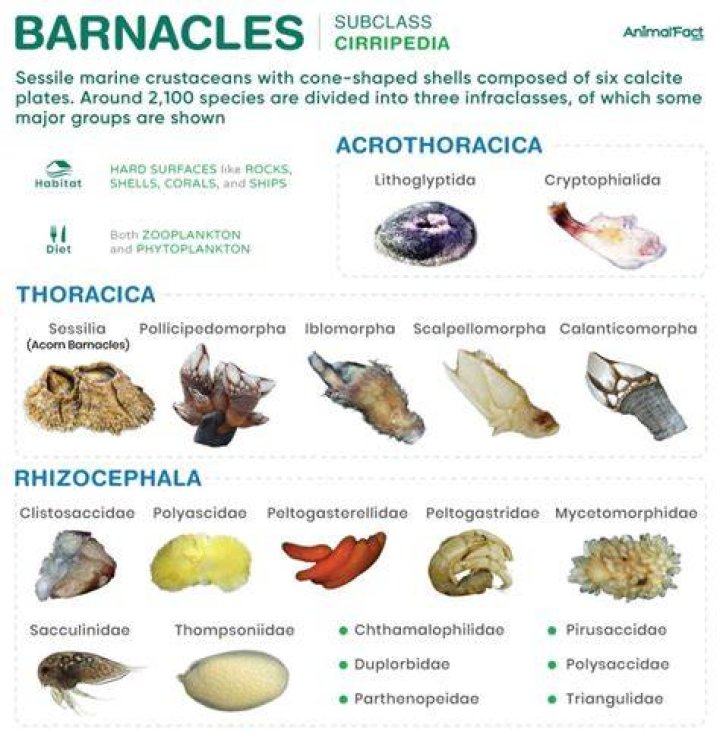 Barnacles: The Remarkable Marine Creatures You Need to Know