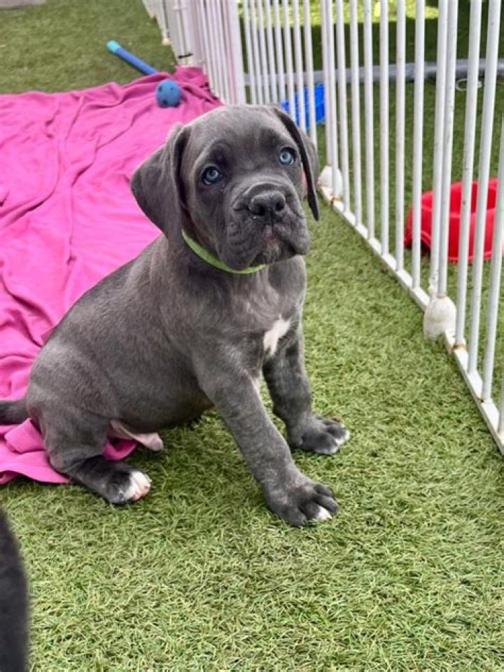 Best Cane Corso Toys: A Comprehensive Guide to Keeping Your Dog Happy and Healthy