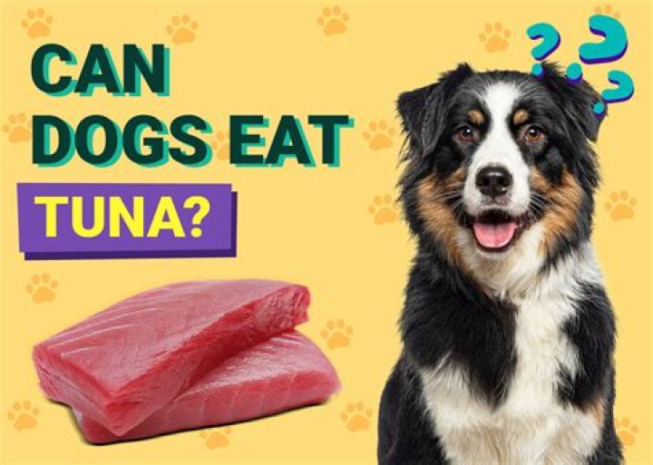 Can Dogs Eat Tuna? A Comprehensive Guide for Dog Owners