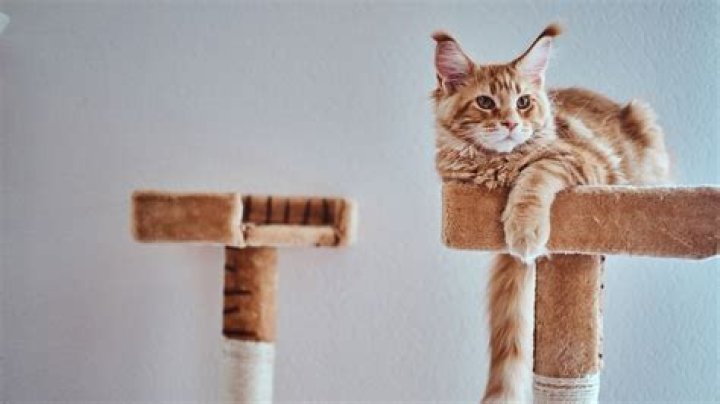 Cat Tiff: A Comprehensive Guide to Understanding and Caring for Your Feline Friend