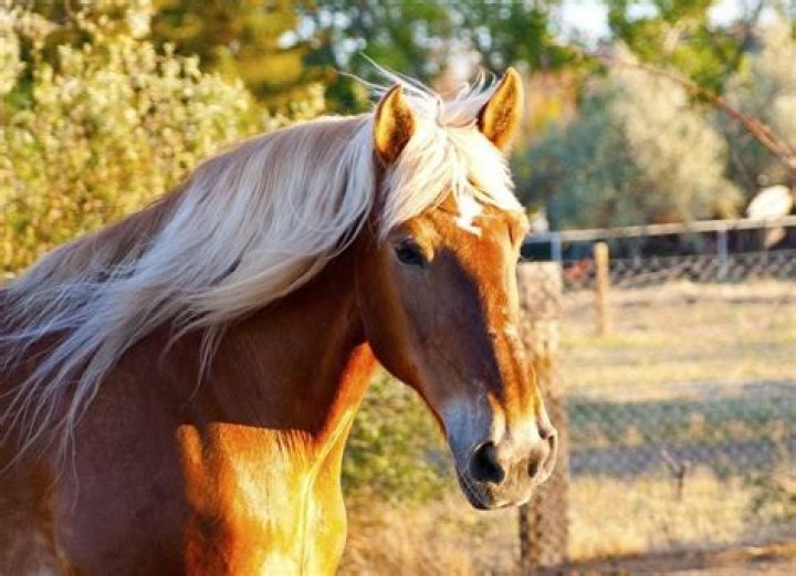 Clydesdale Price: A Comprehensive Guide to Owning This Majestic Breed
