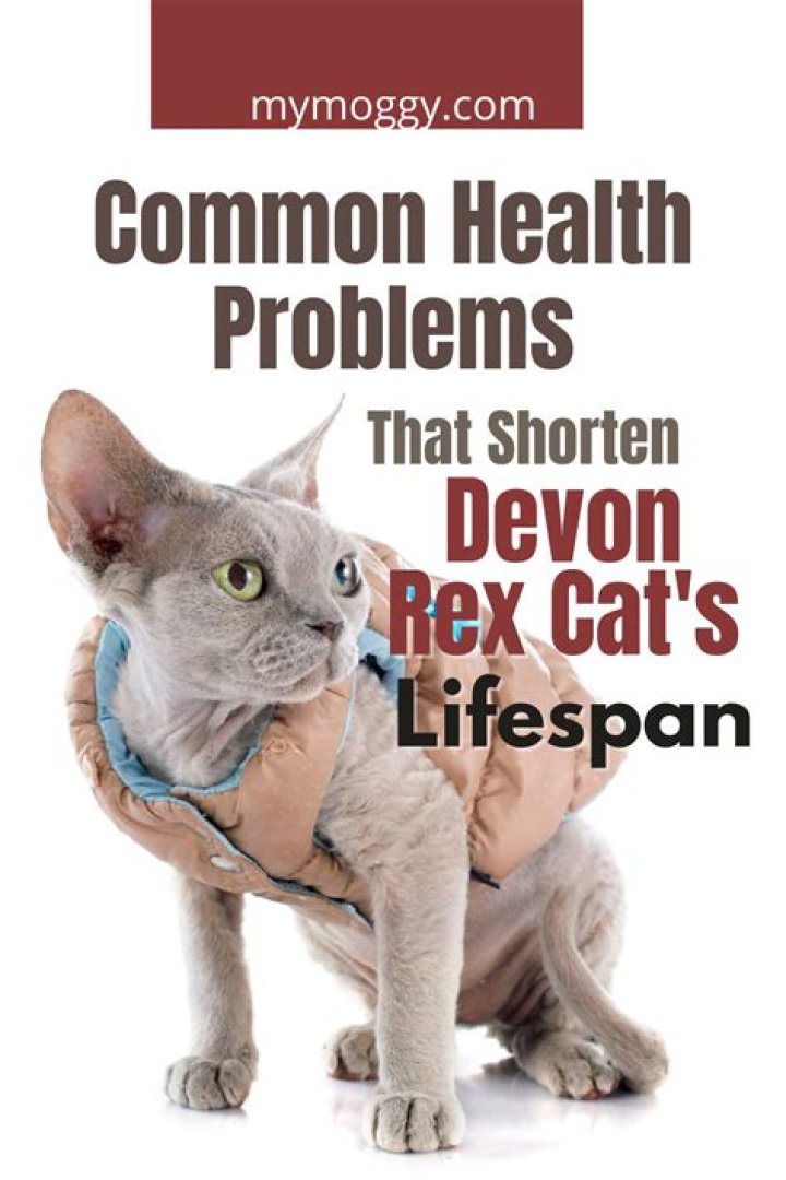 Devon Rex Lifespan: A Comprehensive Guide to Understanding and Maximizing Your Cat's Longevity