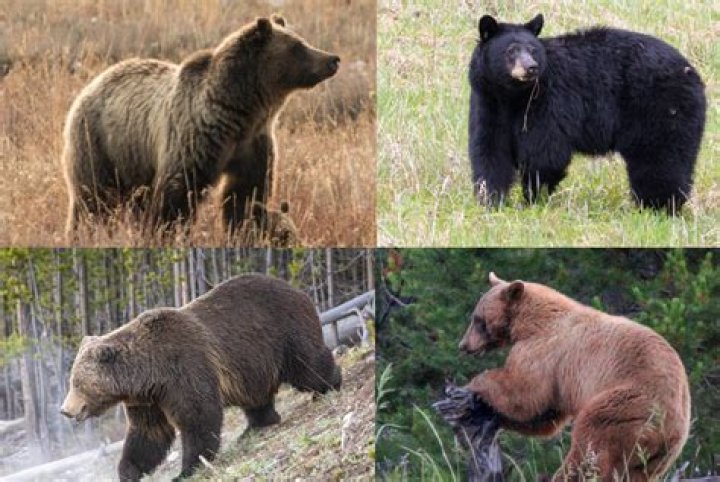 Difference Between Grizzly and Brown Bear: A Comprehensive Guide