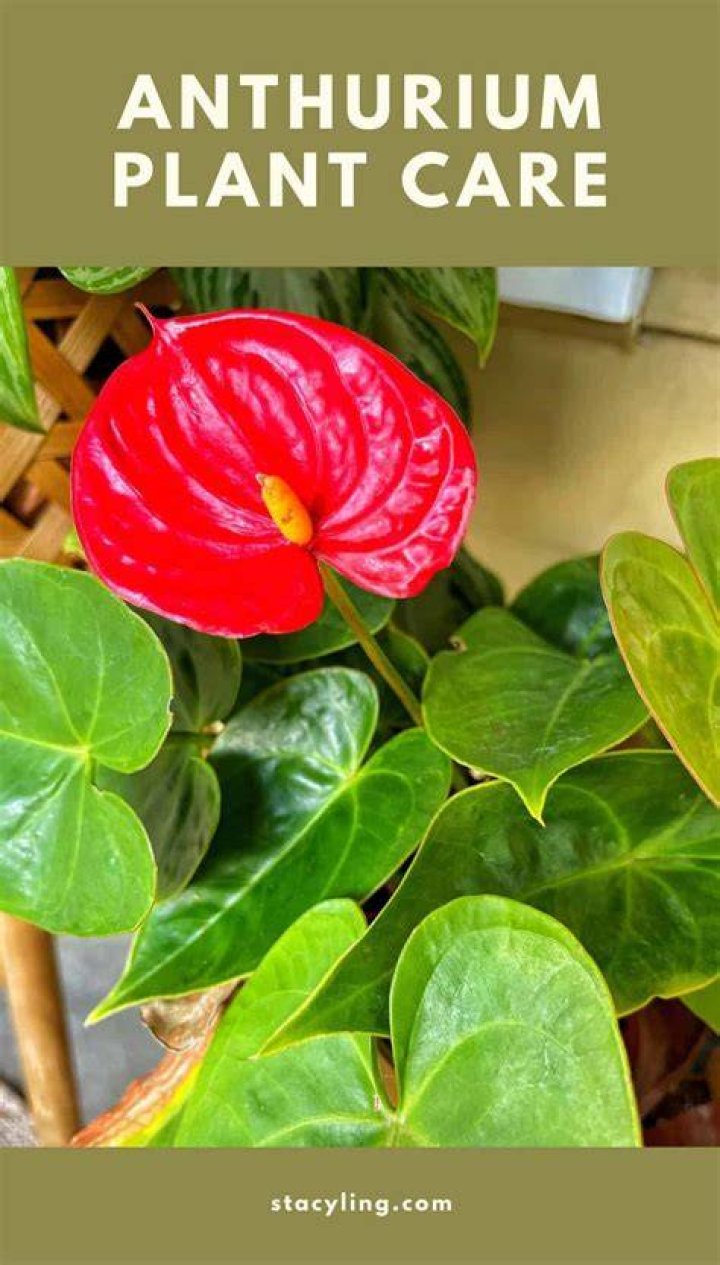 Discover Emma Anthurium: Care & Stunning Design Ideas