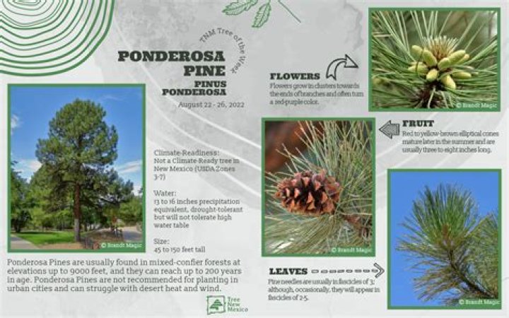 Discover the All-Star Cast of Ponderosa: A Comprehensive Guide
