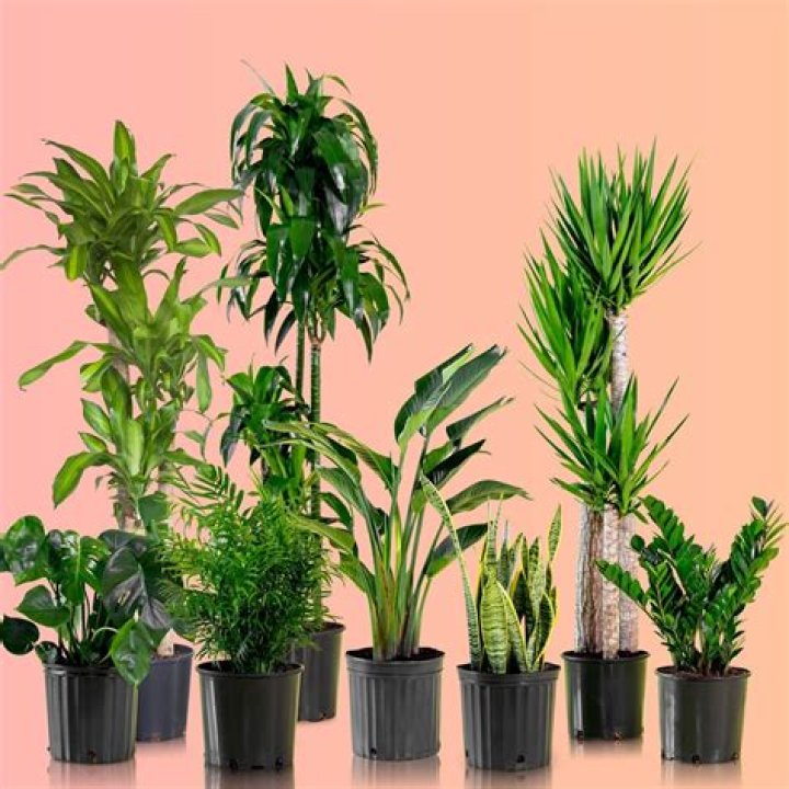 Discover the Beauty of Crate and Barrel Plants: A Complete Guide