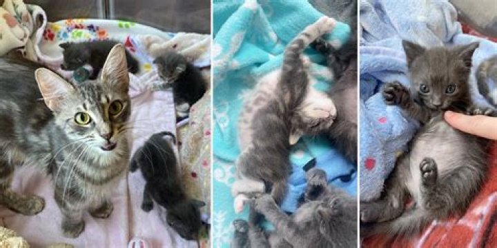 Discover the Charm of Erin Kittens: A Foster Story