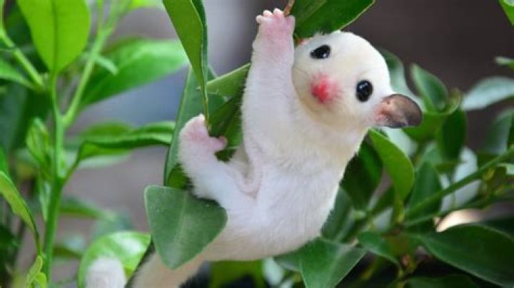 Discover the Most Cariest Animal: Unveiling Nature's Cutest Creatures