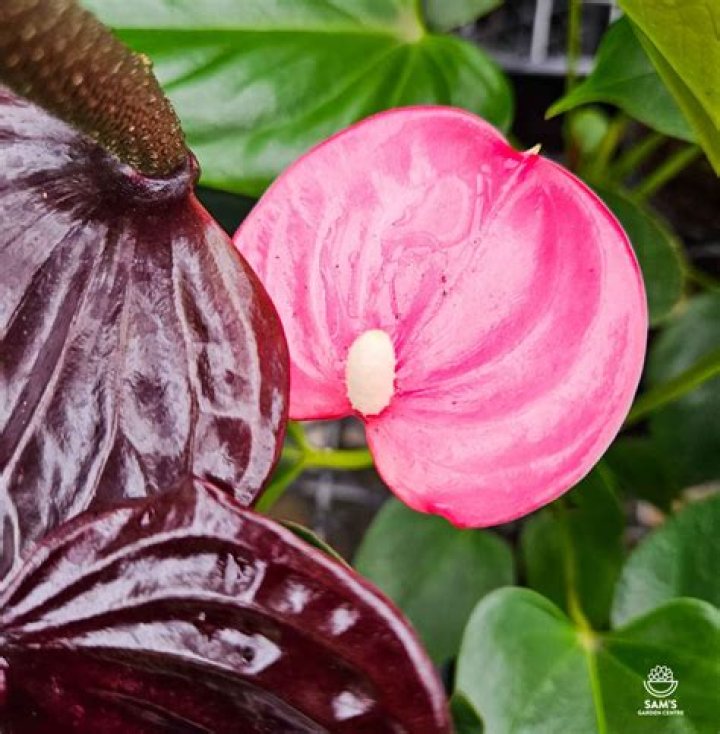 Discovering Emma Anthurium: Actress & Plant Insights