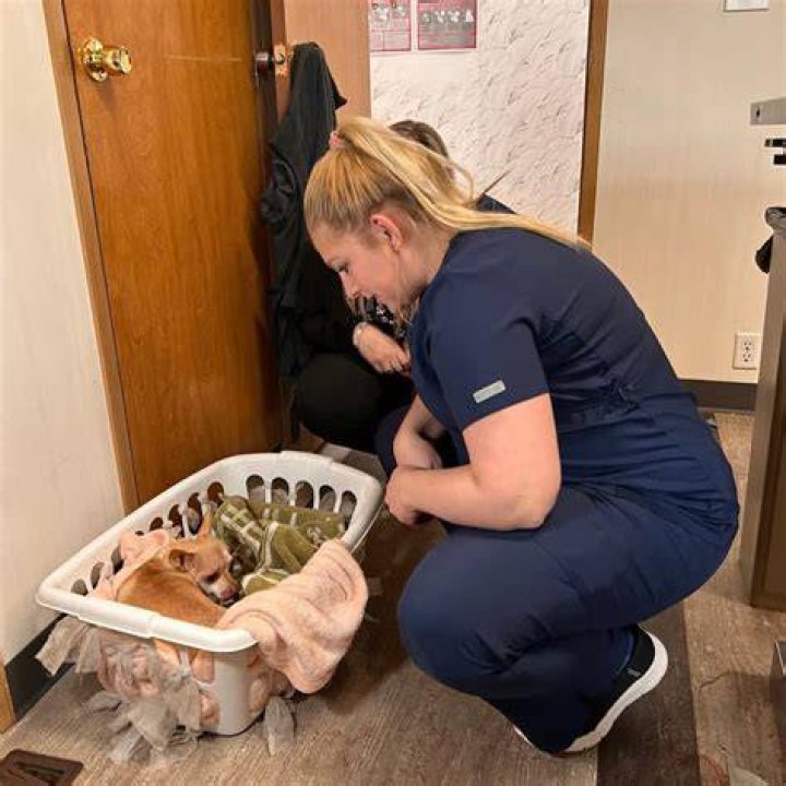 Discovering Nicole Arcy: A Michigan Vet's Journey in Animal Care