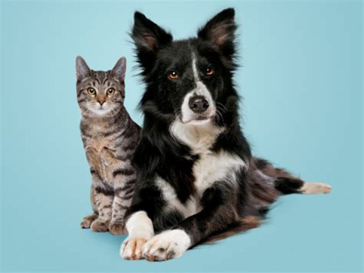 Discovering the Quiet Charm of Shane Dawson Cats: More Than Just Pets