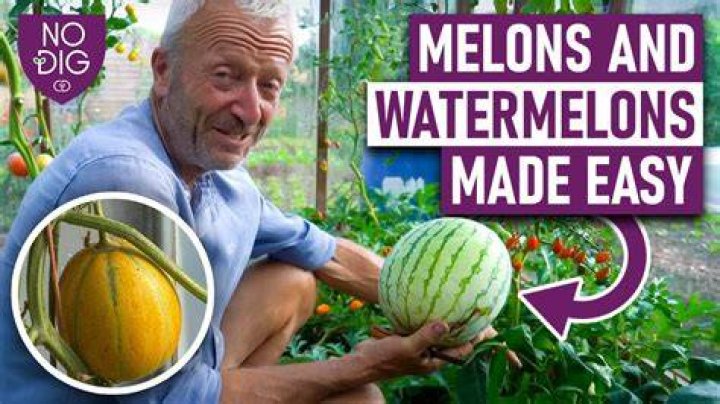 Discovering @yourfavmelons OnlyFans: A Look at Engaging Online Content