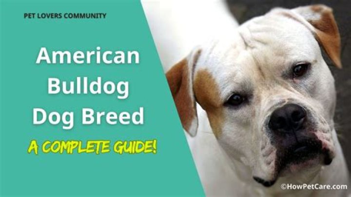 Dog Breeds: A Comprehensive Guide to Understanding and Choosing the Right Companion