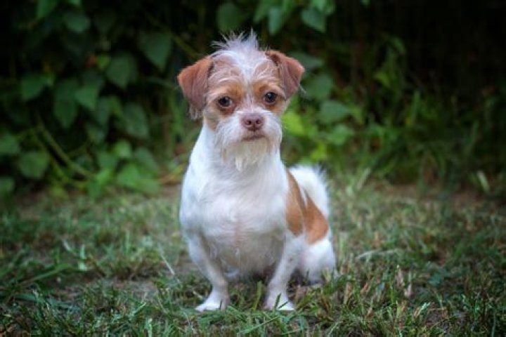 Exploring the Fascinating World of Chihuahua Hybrid Breeds