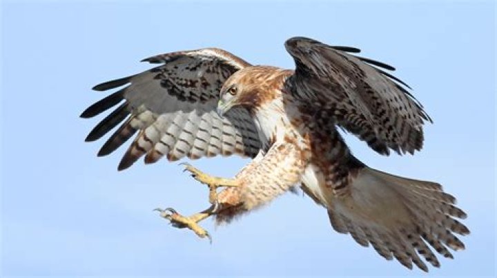 Hawks: The Sky's Most Dominant Predators
