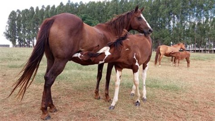 Horses Mating: A Look at Natural Breeding Behavior and What to Expect