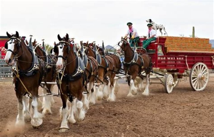 How Much Does a Budweiser Clydesdale Cost? A Comprehensive Guide