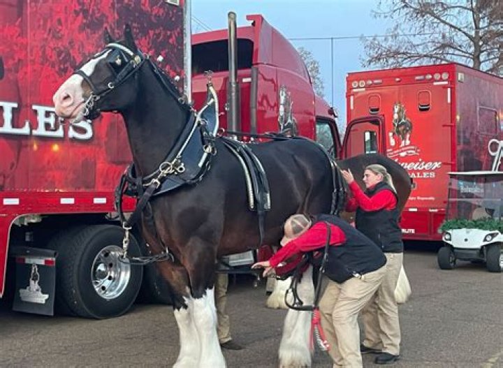 How Much Is a Budweiser Clydesdale Worth? Exploring the Value and Legacy