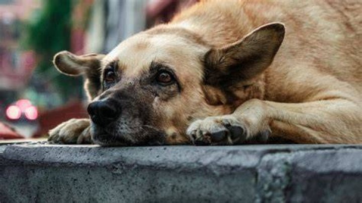 IMSKIRBY Dog Incident: A Comprehensive Analysis and Its Impact