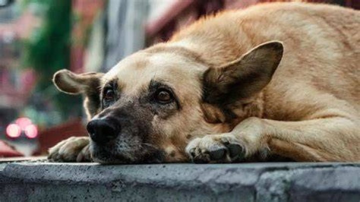 IMSKIRBY Dog: The Ultimate Companion for Families and Pet Lovers