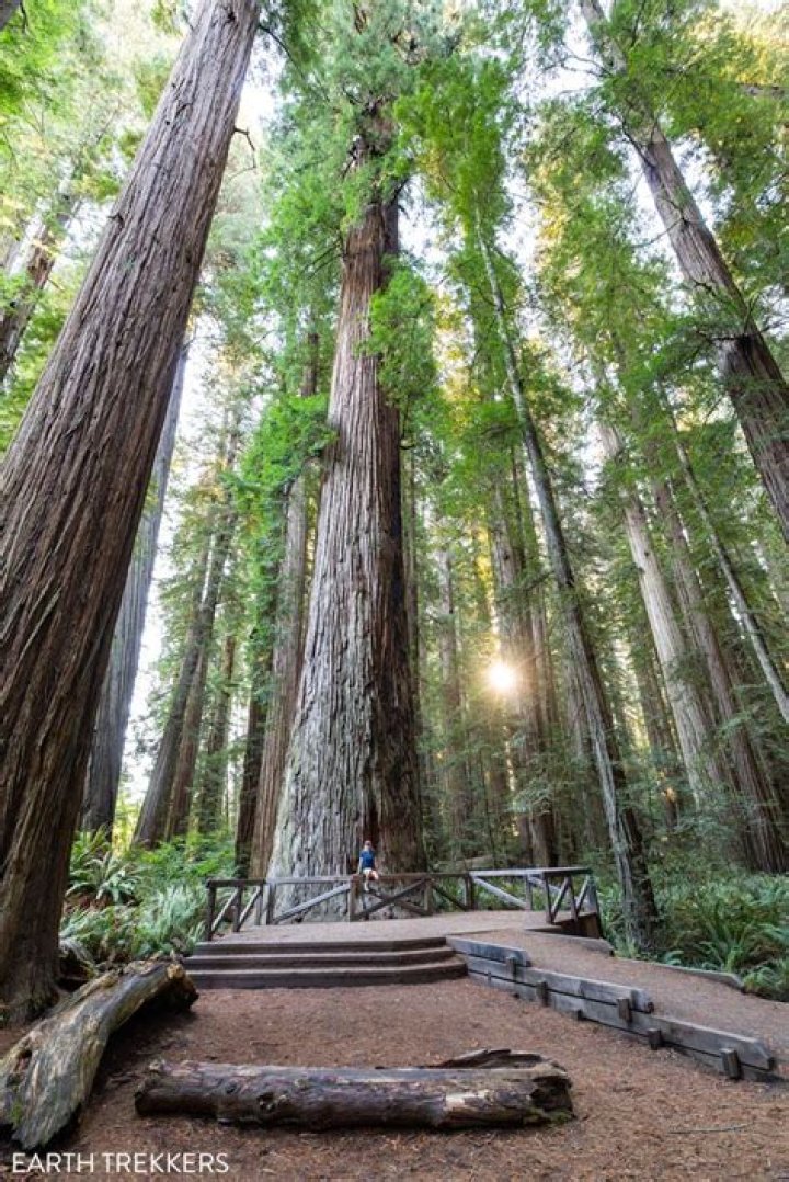 Jedediah Smith Redwood State Park Campground: Your Ultimate Guide to Nature's Paradise