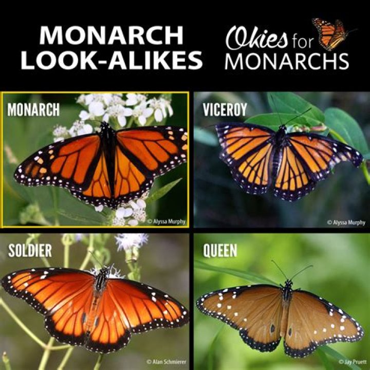 King of Canada: Discovering the Monarch's Role and Influence