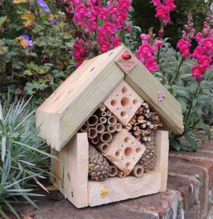Lappe Bees: The Buzzing Powerhouses of the Insect World