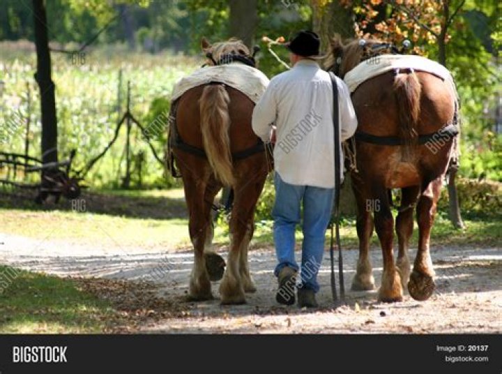 Making '2 Guys One Horse' Work: Tips for a Harmonious Ride