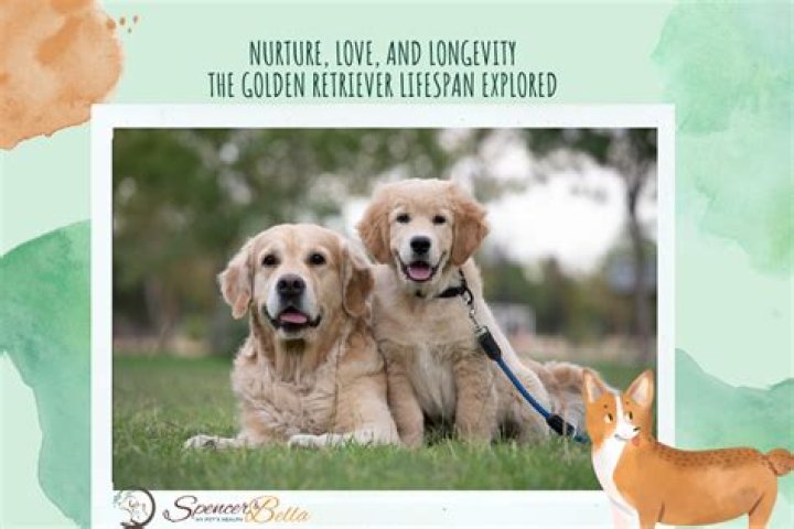Mini Heepadoodle Lifespan: A Comprehensive Guide for Owners