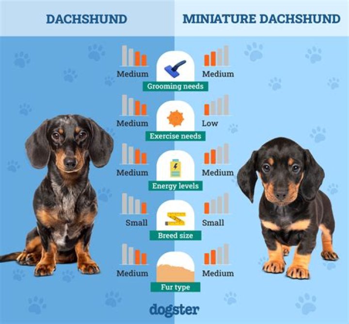 Miniature Dachshund: The Ultimate Guide to Owning a Long-Lived Companion