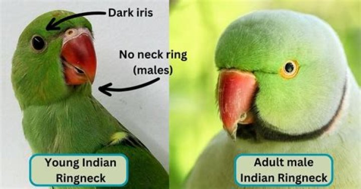 Mmsdose Info: What to Know About Indian Porn & More!