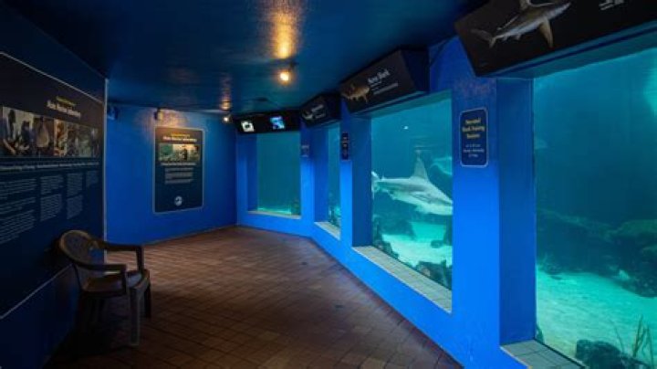 Mote Marine Laboratory and Aquarium Sarasota: A Gateway to Marine Wonders