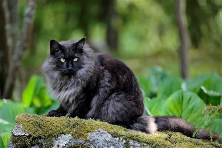 Norwegian Forest Cats Black: A Majestic Feline with a Dark and Alluring Coat