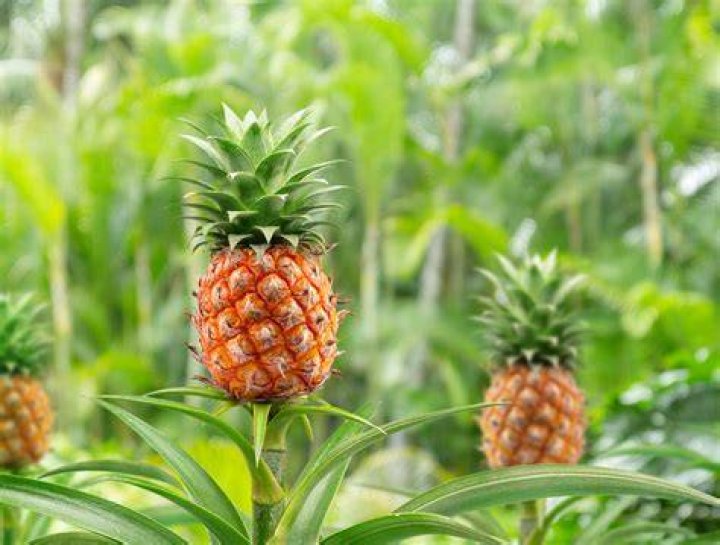 Pineapple Brat Nude: A Comprehensive Exploration