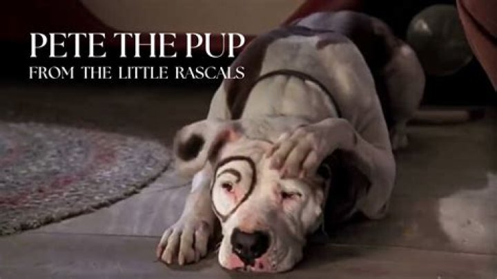 Pitbull Little Rascals: A Comprehensive Guide to Understanding Their Origins, Care, and Popularity