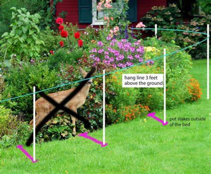 Protecting Your Garden's Joy: Understanding Daisys Distruction