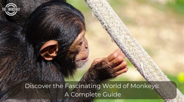 Rafiki Monkey Type: The Fascinating World of Typing Monkeys