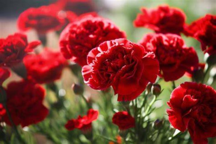 Red Carnation Flowers: The Ultimate Guide to Their Beauty and Significance