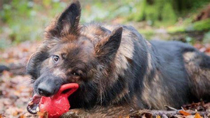 Safe Dog Chews for Aggressive Chewers: A Comprehensive Guide for Pet Owners