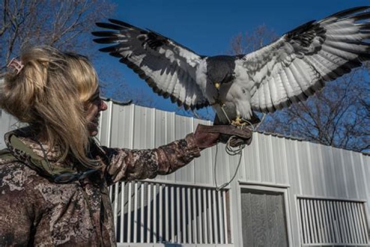 Shawn Hayes: A Glimpse into the Life of a Master Falconer