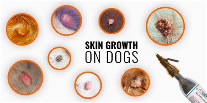 Skin Tags on Dogs: Causes, Treatments, and Prevention