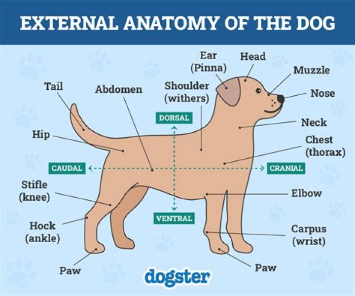 Skirby Dog: What We Know (And Don't Know) About This Curious Canine Phrase