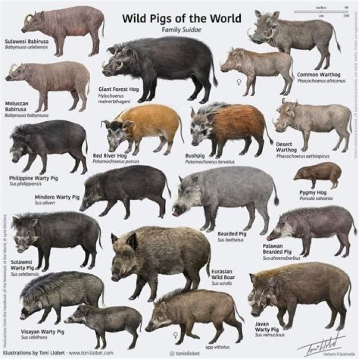 The Boar Corps. Project: A New Look at Wild Swine and Their Place