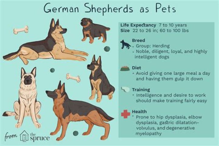The Fascinating Life of German Shepherds: A Comprehensive Guide